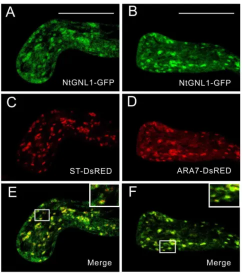Figure 6. NtGNL1 colocalized with Golgi bodies and PVCs respectively. A, B: NtGNL1-GFP was transiently expressed in pollen tube