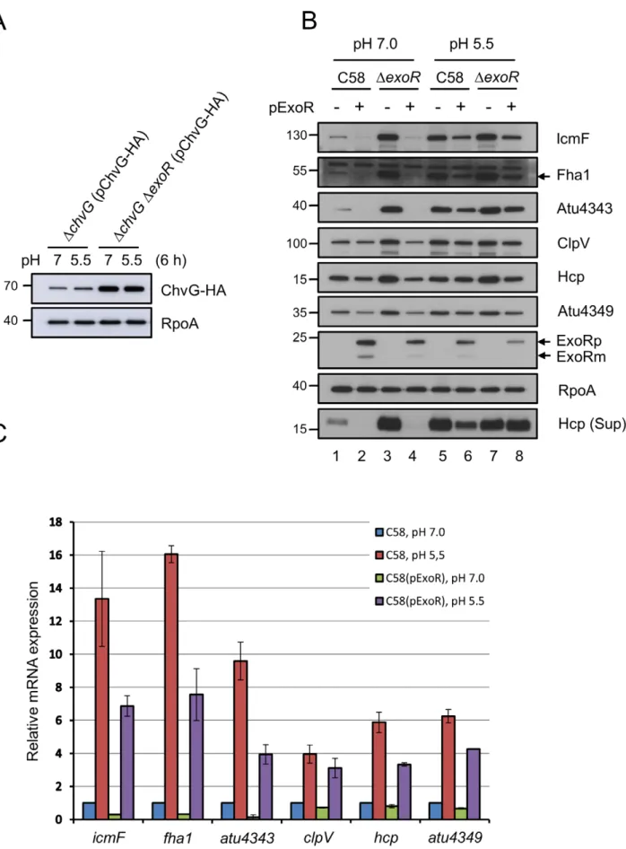 Figure 6. Effect of overexpressed ExoR in ChvG levels and T6SS expression/secretion in both neutral and acidic medium
