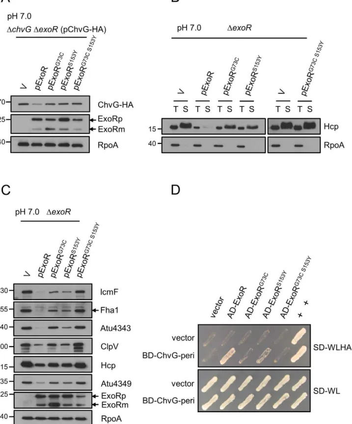 Figure 7. Effect of ExoR and ChvG associations on T6SS expression and Hcp secretion. A