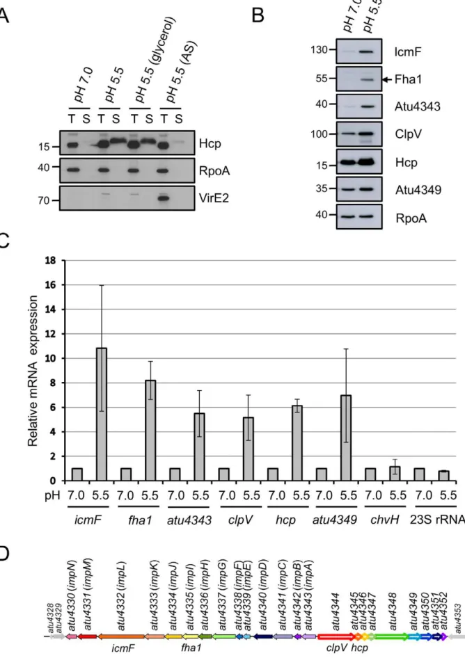 Figure 1. T6SS expression and Hcp secretion are concomitantly upregulated by acidity. A