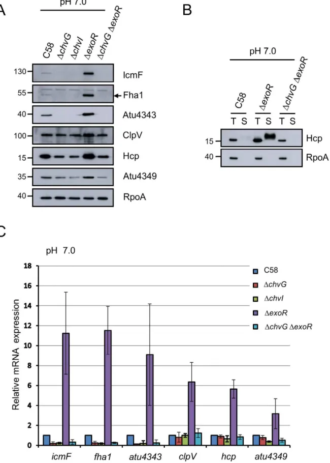 Figure 2. T6SS expression and Hcp secretion are positively regulated by ChvG/ChvI and negatively regulated by ExoR