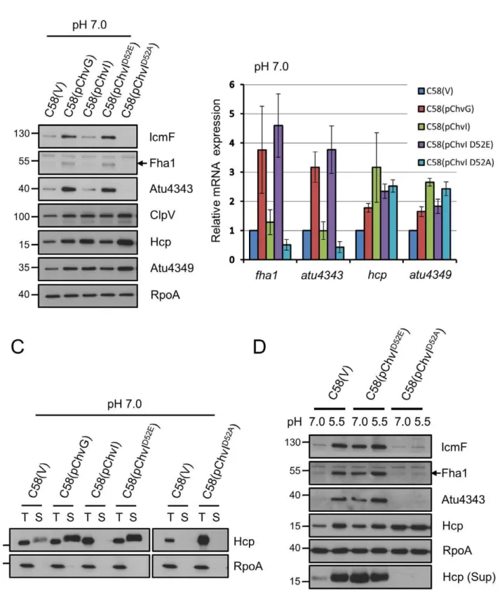 Figure 4. Phosphorylated status of ChvI regulates T6SS expression and Hcp secretion. A