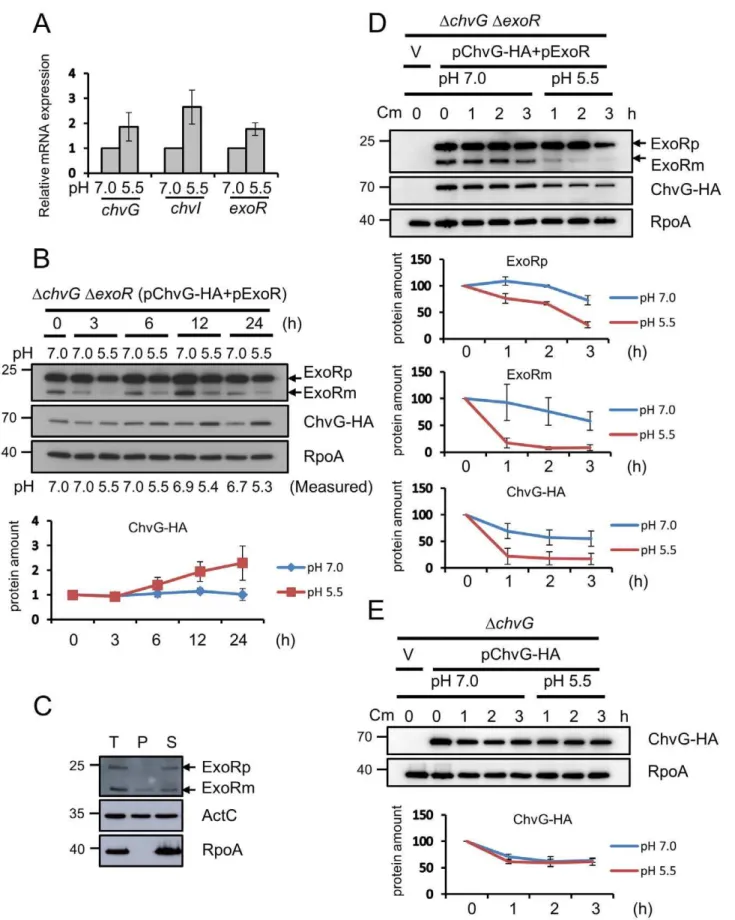Figure 5. Effect of acidity on expression and protein stability of ChvG and ExoR. (A) qRT-PCR analysis of mRNA levels of chvG, chvI, and exoR for wild-type C58 strain grown in AB-MES (pH 7.0 or pH 5.5) at 25 u C for 6 h