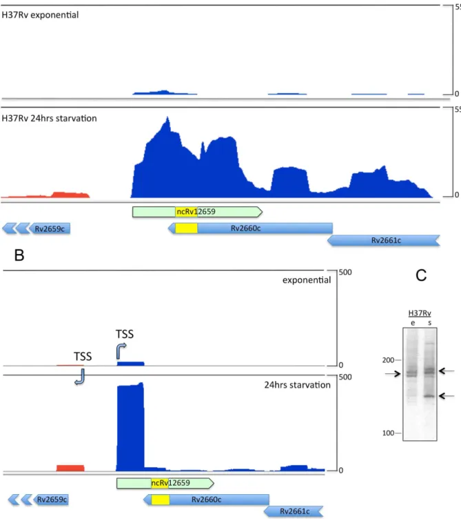 Figure 1. Mapping of ncRv12659 in M. tuberculosis H37Rv. A. Sequence analysis of total RNA in the Rv2660c locus