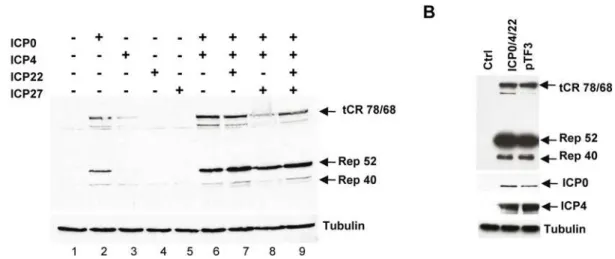 Figure 2. Analysis of Rep protein synthesis upon transfection with plasmids encoding HSV-1 immediate-early proteins