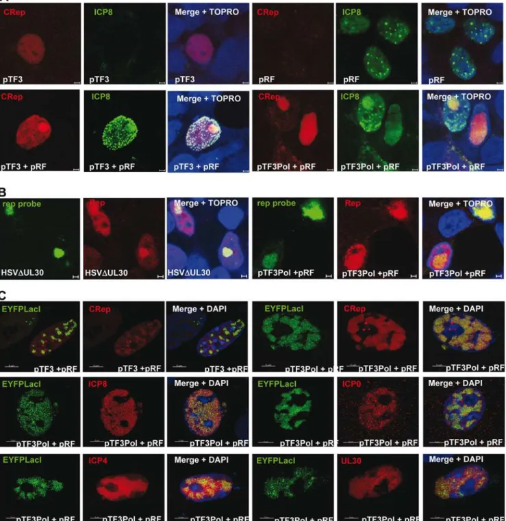 Figure 5. Visualization and analysis of AAVtCR and rAAV replications centers. (A) Co-visualization of Rep and ICP8