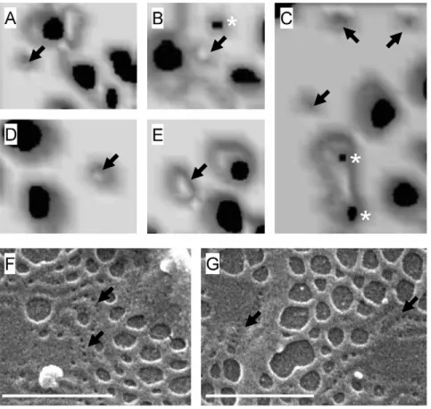 Figure 6. Effects of VEGF on membrane rafts. (A) Two-photon fluorescence microscopy of LSECs stained with LAURDAN