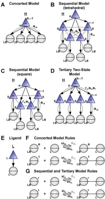 Figure 4. Cooperative binding of competitive ligands to the concerted and sequential models