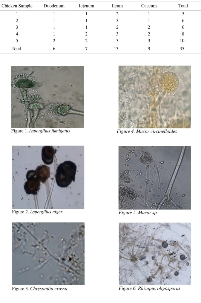 Table 3. The Isolate of Fungi from the Chicken with Two Months Old