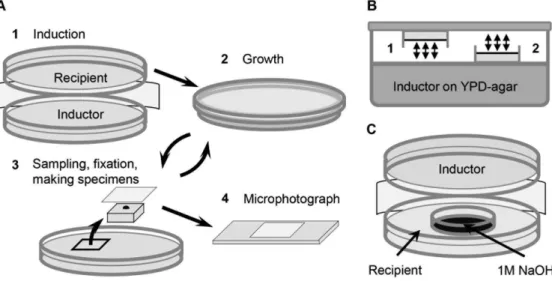 Figure 3. Scheme of experiments. A. The ‘‘induction’’ experiment. 1– Open plates with the ‘‘recipient’’ and the ‘‘inductor’’ yeast cultures were fixed together, their cell layers directed towards each other (1 cm distance between the cell layers), made air