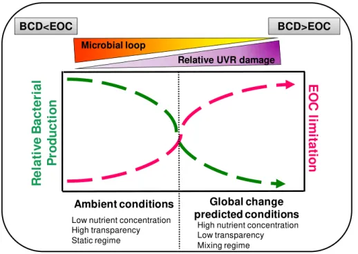 Figure 7. Conceptual graphical model of the interactive e ff ects of increased inorganic nutri- nutri-ents, mixing regime and UVR transparency on the relative heterotrophic bacterial production (green line) and bacterial limitation by algal released C (red