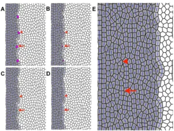 Figure 11. Disordered cone packing obtained from simula- simula-tions. A, B, C, D) Sequence of events after loss of presumptive UV cones (represented as magenta cells) from the column of new cones (light grey cells) that are generated by proliferating prec