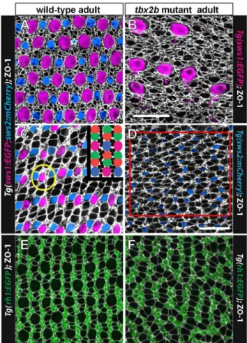 Figure 6. The regular cone mosaic lattice is disrupted in tbx2b mutants. A, C) Cone mosaic lattice in the dorsal retina (A) and ventral retina (C) visualized in retinal flat-mounts of adult, wild-type, double transgenic (UV and blue cone reporter) fish