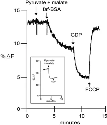 Figure 10. The main frame shows the membrane electrochem- electrochem-ical potential (Dy) formation of BAT mitochondria after successive additions of faf-BSA and GDP, and Dy collapse by the proton ionophore FCCP