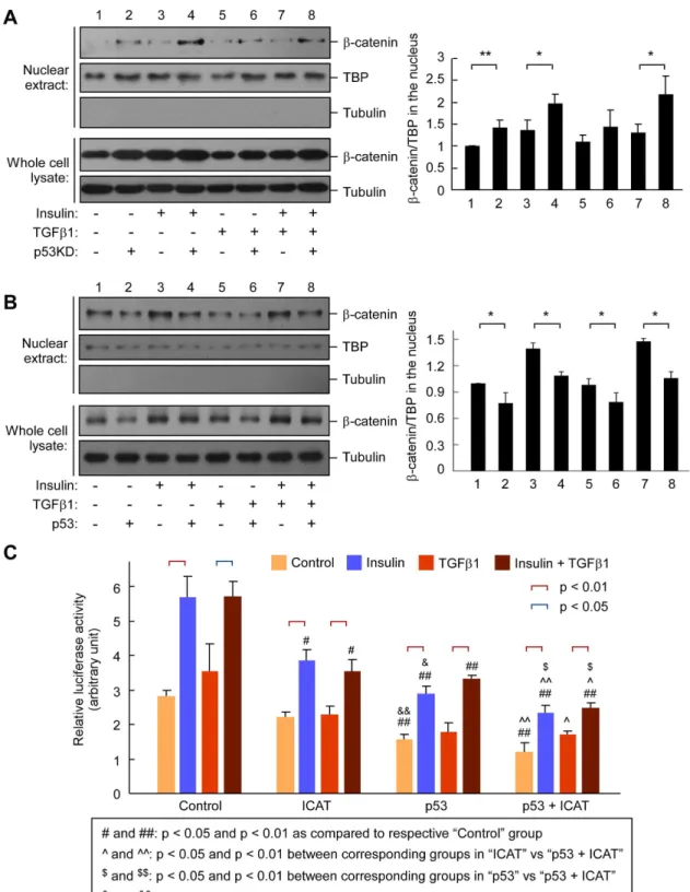 Figure 2. Alteration of nuclear accumulation and transcriptional activity of b-catenin by p53