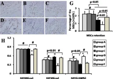 Fig 5. MSCs retention in myocardium and cardiac function detection. Cell retention by anti-brdu antibody immnohistochemical examination(A-F) and PCR quantification for SRY gene(G), and cardiac function detection(H) at 3 weeks after mesenchymal stem cells(M
