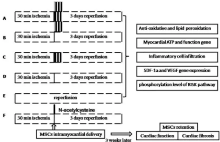 Fig 1. Experiment protocol. Group A: RIPoC+IPoC group, received the combined algorithms of RIPoC and IPoC; Group B: RIPoC group, which received 3 cycles of 30 seconds reperfusion and re-occlusion on the limb at the onset of reperfusion; Group C: IPoC group