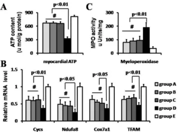 Fig 3. Mitochondrial function and inflammation reaction. The myocardial ATP level (A) and mitochondrial function gene expression levels (B) were also detected