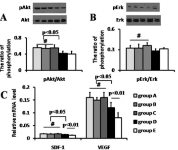 Fig 4. RISK pathway protein phosphorylation and gene expression of stem cell retention and survival.