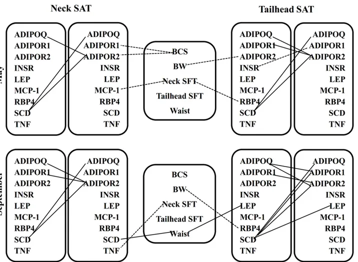 Fig 3. Relationships between body measurements and gene expression measurements in subcutaneous neck and tailhead adipose tissue in May and September as revealed by Spearman ’ s correlation coefficients