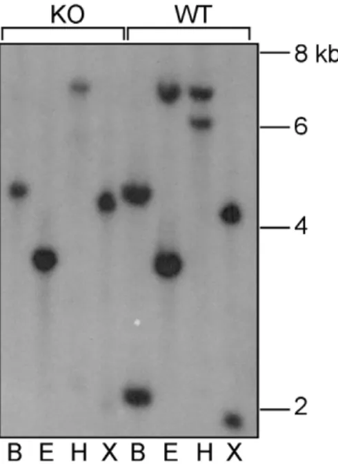 Figure 3. Confirmation of RNA expression by Northern analysis. Total RNA was harvested from C57BL/6 and Xiap K/O tissues, separated by electrophoresis, blotted and probed with a 510 bp Xiap fragment as indicated in Figure 1