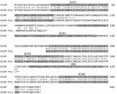 Figure 4. Alignment of translated pseudogene to WT XIAP protein. Three small methionine-initiated peptides are predicted from translation of the pseudogene sequence in all three frames