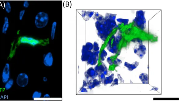 Figure 5. Three-dimensional reconstruction of an eYFP + cell after BMMA processing for ICT