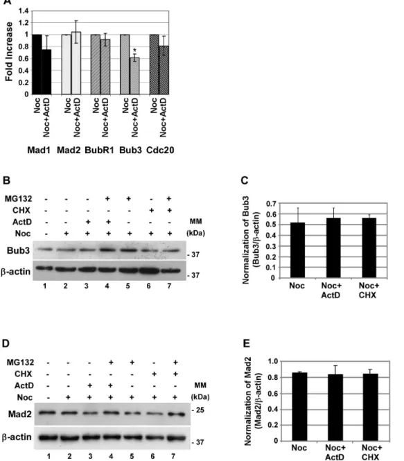 Figure 4. Expression of Mad1, Mad2, BubR1 and Cdc20 are not affected by inhibition of transcription, whereas Bub3 transcript levels are affected but Bub3 protein is not