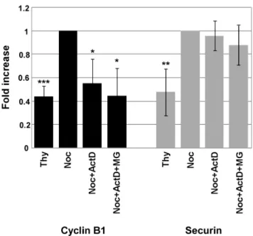 Figure 5. Inhibition of transcription results in the decrease of Cyclin B1 mRNA levels, but do not affect Securin’s transcripts.