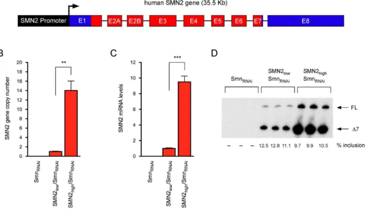 Figure 2. Analysis of human SMN protein levels in NIH3T3- NIH3T3-SMN2/Smn RNAi cell lines