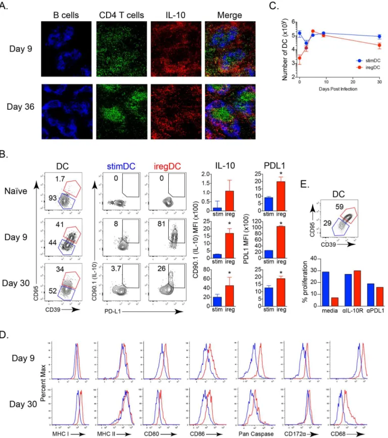 Fig 1. In vivo localization and identification of immunoregulatory DCs during viral persistence