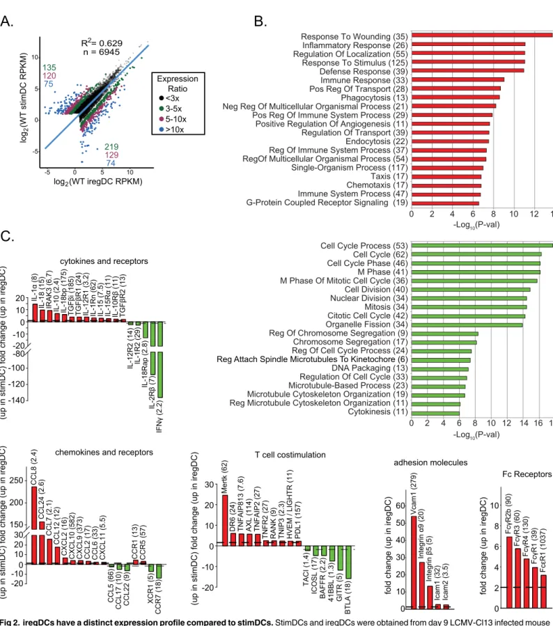 Fig 2. iregDCs have a distinct expression profile compared to stimDCs. StimDCs and iregDCs were obtained from day 9 LCMV-Cl13 infected mouse splenocytes, RNA was harvested and subjected to RNA-seq