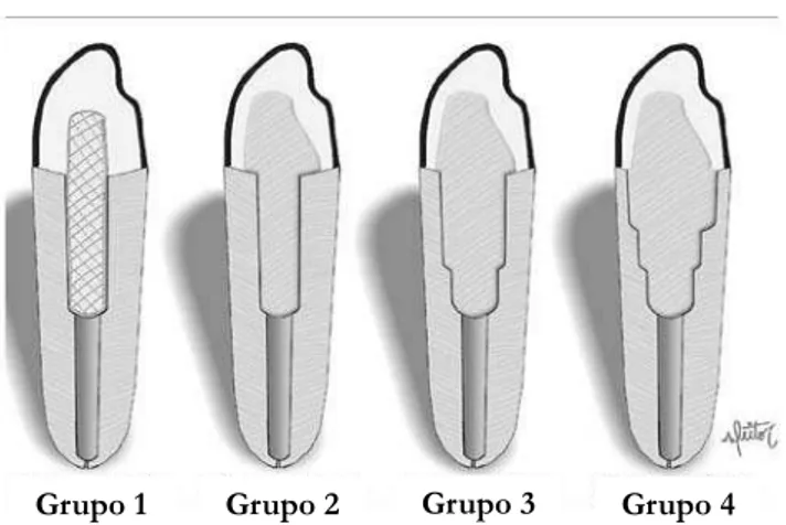 Figura 1.   Representação esquemática dos grupos experimentais.
