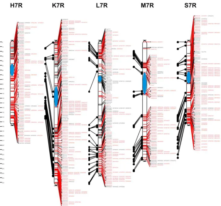 Figure 5. Consensus map of chromosome 7R. Shared and unique markers are shown in red and black, respectively