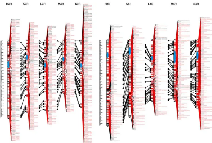 Figure 3. Consensus maps of chromosomes 3R and 4R. Shared and unique markers are shown in red and black, respectively