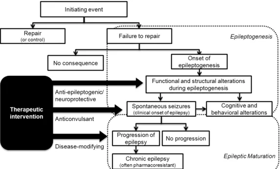 Figure  1.  Steps  in  the  development  and  progression  of  epilepsy  and  possible  therapeutic  interventions  (Adapted  from  (11)  with  permission)