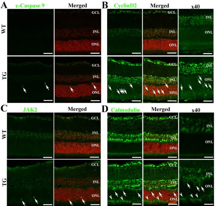 Fig 4. Immunofluorescent staining for proteins encoded by genes targeted by differentially expressed miRNAs after Müller cell ablation