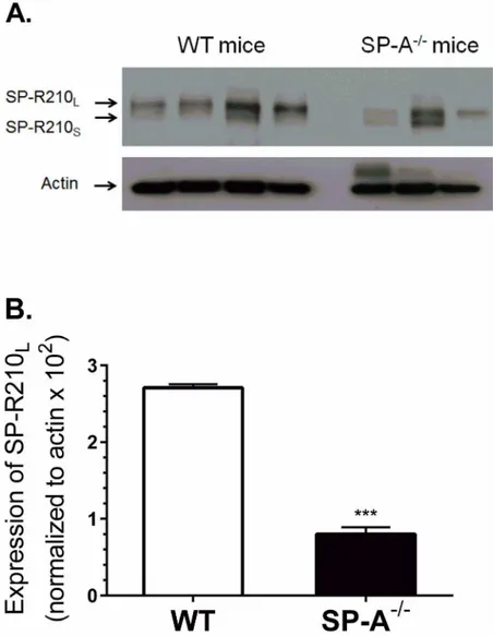 Fig 4. SP-A enhances expression of SP-R210 L in alveolar macrophages in vivo. Alveolar macrophages were isolated by lung lavage and processed for Western blot (A) and densitometry analysis (B) using polyclonal anti-SP-R210 antibodies