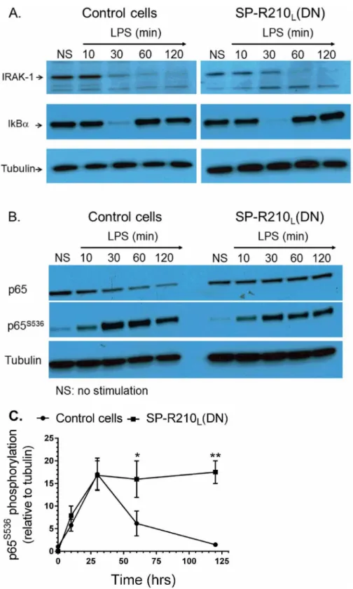 Fig 7. Activation of TLR4 signaling in control and SP-R210 L (DN) cells. Macrophages were stimulated with 100 ng/mL LPS and harvested at indicated time points