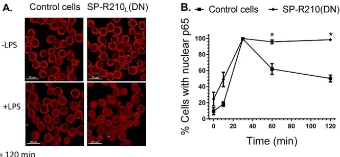 Fig 8. Nuclear translocation of NFκB in control and SP-R210 L (DN) cells. Macrophages were grown on glass coverslips for 24 hrs, and then stimulated with 100 ng/mL LPS