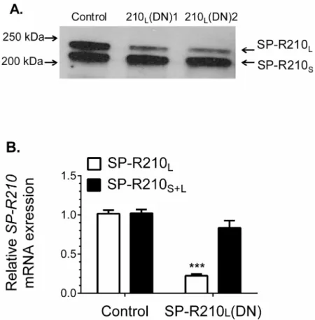 Fig 1. Dominant-negative disruption of SP-R210 L . Raw264.7 cells were stably transfected with empty pTriexNeo2 control or vector containing the 300 (210 L (DN1)) and 350 (210 L (DN2)) bp cDNA of SP-R210 carboxy-terminal isoforms (6)