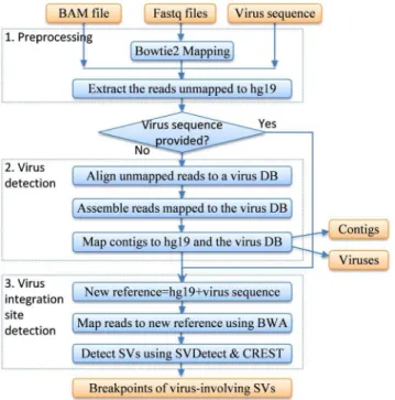 Figure 1. VirusFinder’s pipeline to detect viruses and their integration sites in next generation sequencing (NGS) data.
