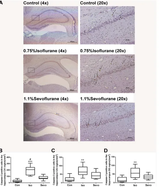 Figure 1. Isoflurane, not sevoflurane, induced neuroapoptosis in the hippocampus of P7 rats (n = 10 in each group)