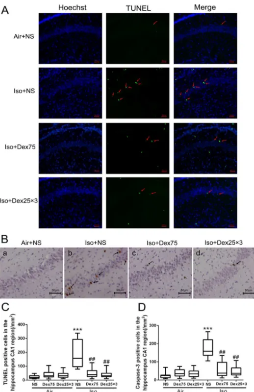 Figure 3. Dexmedetomidine (Dex) inhibited the increase of isoflurane-induced neuroapoptosis in the hippocampus of P7 rats (n = 12 in each group)