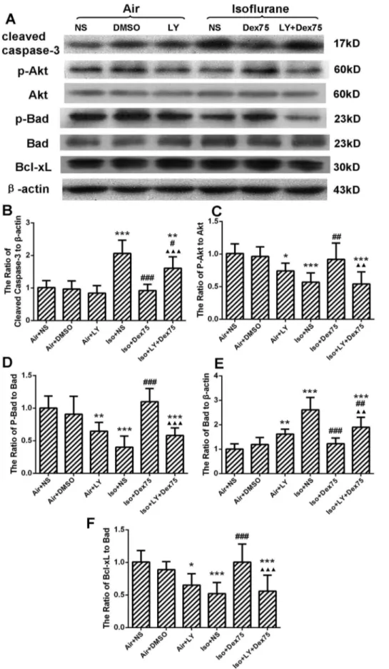 Figure 5. LY294002 partly inhibited protective effect of dexmedetomidine (Dex) pretreatment in the hippocampus of P7 rats (n = 8 in each group)