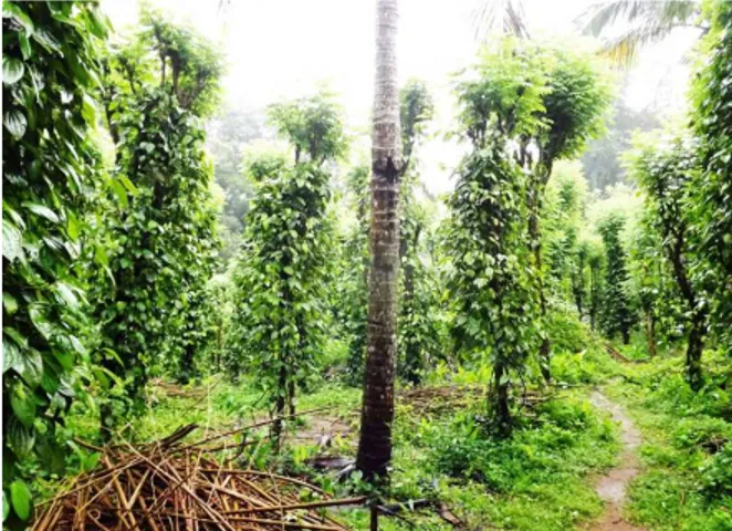 Figure  4.  Coconut tree situated in heavily disturbed Pep- Pep-per cultivation. 