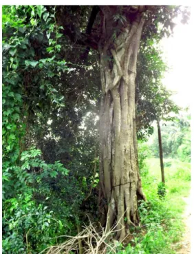 Figure 5. Fig tree (Ficus sp.) adjoining a paddy field. 