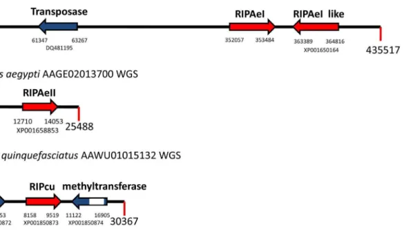 Figure 3. Sequence analysis of metazoan RIPs. A. Schematic representation of the metazoan RIP AeI-like sequence