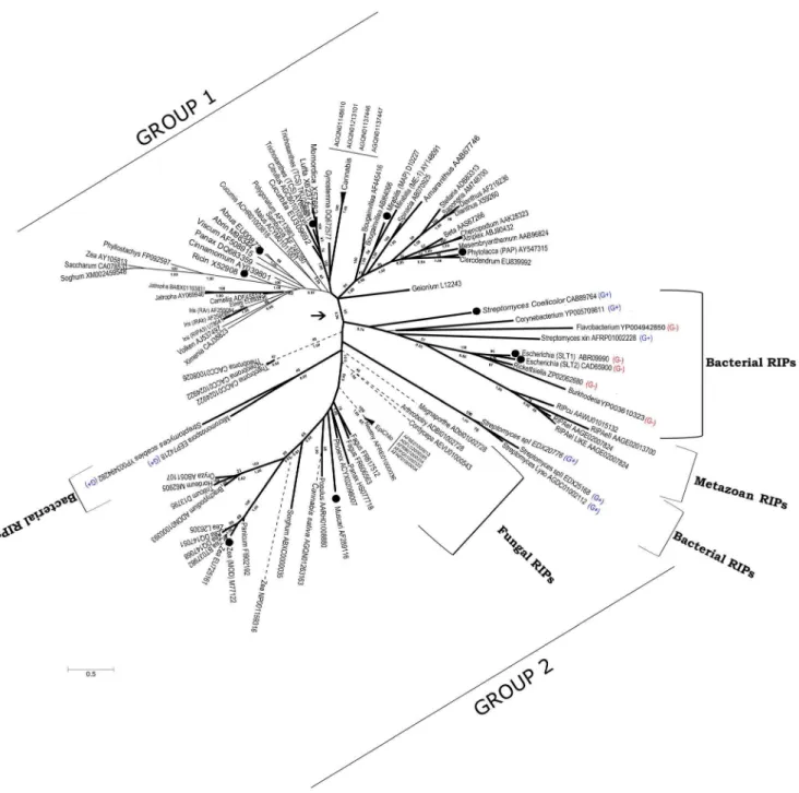 Figure 6. Consensus phylogenetic tree of RIPs based on ML and MB analyses. Numbers below branches indicate Bayesian Posterior Probabilities (BPP) and numbers above branches are Bootstrap Support (BS) values from the ML analysis