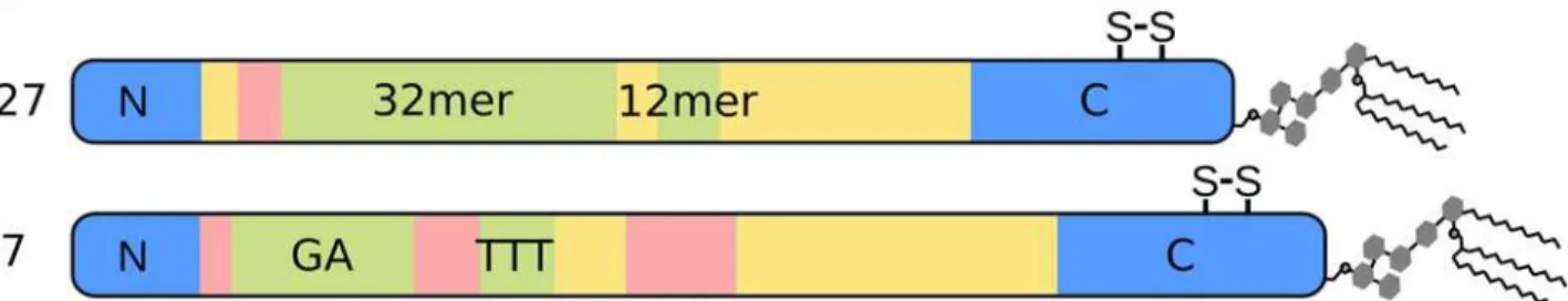 Fig 1. Schematic depiction of the primary structure of the two allelic families of MSP2